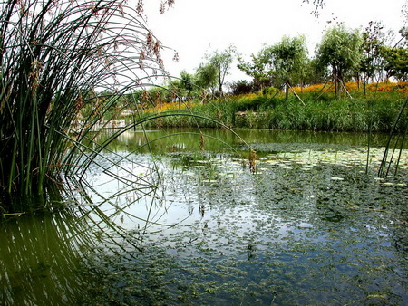 ͼ6�Ľ����ˮ����ʪ��������ֲ�������ֲݵء�ɽ���ֵصĹ�����ֲ������