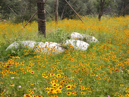 ͼ5�������ӹ�԰�е�Ұ�����