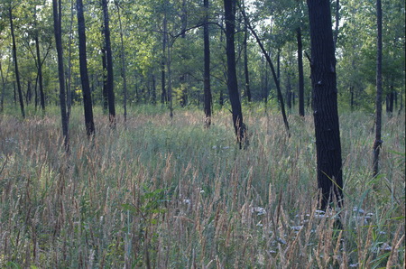 ͼ6�ػʵ���������ɭ�ֹ�԰�ֵؾ���