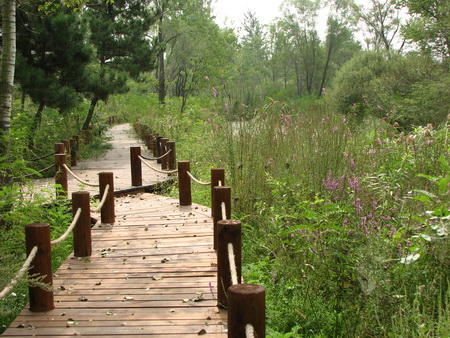 ͼ11�ػʵ���������ɭ�ֹ�԰