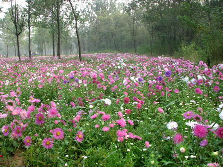 ͼ15�ػʵ���������ɭ�ֹ�԰�л첥�Ĳݻ�