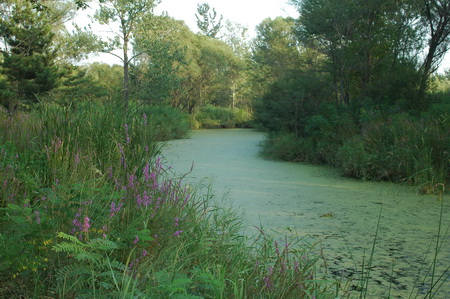 ͼ16�ػʵ���������ɭ�ֹ�԰�е����󾰹�