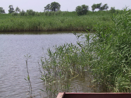 ͼ8 Ұ��ֲ��ݱ�����ľ��