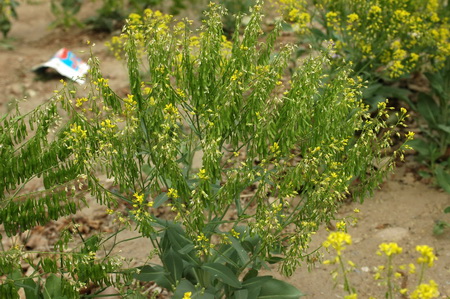 ͼ9 Ұ��ֲ��ݱ�����ľ��