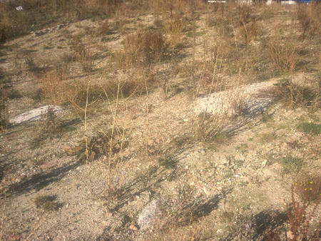 ͼ11������ֲ����Ȼ����״��