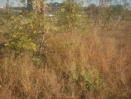 ͼ12������ֲ����Ȼ����״��