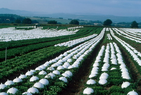 ͼ30��԰�д�����ֲ���ػ��ܺ�ũ����