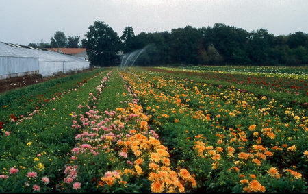 ͼ31����������ֲ��ݻ�