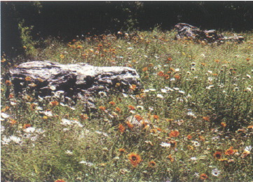 ͼ1���Ϸǿ��նػĽ�����Ŀ��