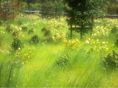 ͼ12 ������԰����й���Ӫ�������󾰹�