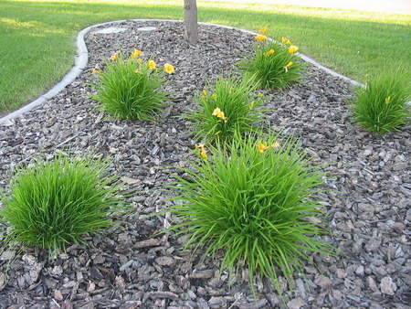 ͼ12 ������԰����й���Ӫ�������󾰹�