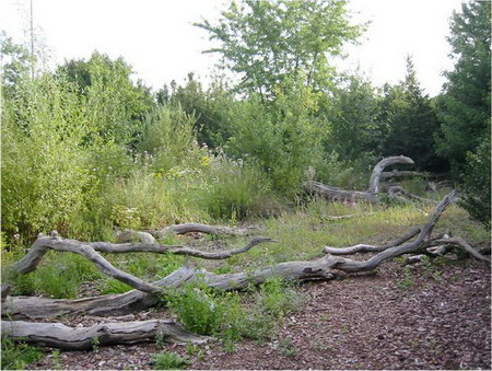 ͼ12 ������԰����й���Ӫ�������󾰹�