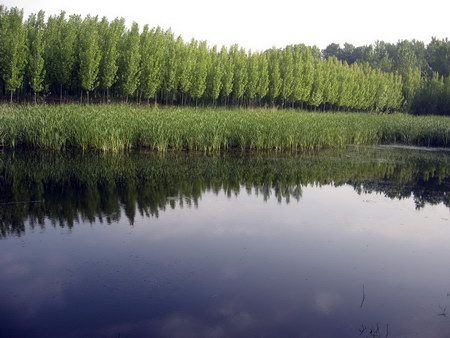 ͼ12 ������԰����й���Ӫ�������󾰹�