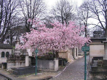 ͼ12 ������԰����й���Ӫ�������󾰹�